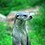 green-loutre
